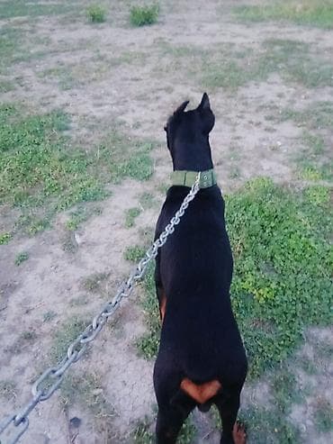 golden it satışı: Doberman, 2 il, Erkek, Peyvəndli, Ünvandan götürmə, Ödənişli çatdırılma — 2