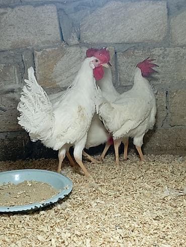 itlerin satisi 2017: Salam 5 Ədəd 5 Aylıq XoRuZLaR Satılır Hamsi Bir Yerdə Satılır sonu 70 — 1