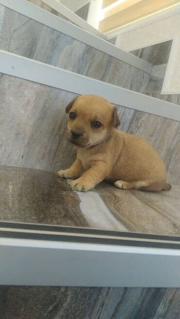 собака отдам в хорошие руки: Zvonok — 3