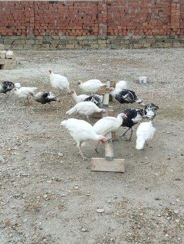 cins ineklerin satisi 2019: Dişi, Damazlıq — 4