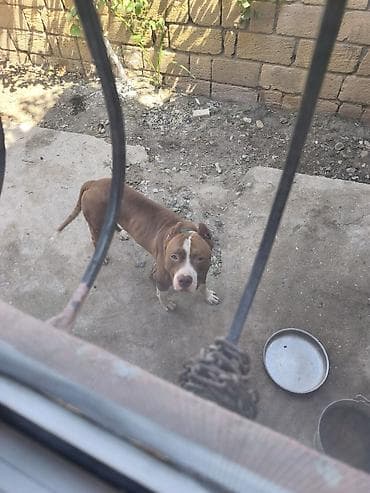 cütleşdirme: Pitbul, Erkək — 5