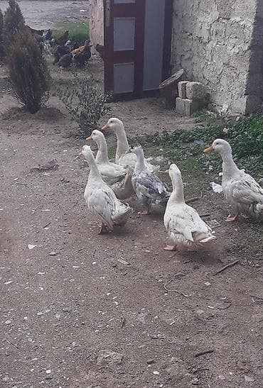 ruan ördəyi: Məhsul: ördəklər dəsti Təsvir: - Şəkillərdə 6 ədəd ev ördəyi görünür — 5