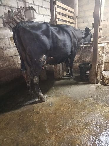 sudluk keci: 13 14 litir Sud verir emin heyvan — 1