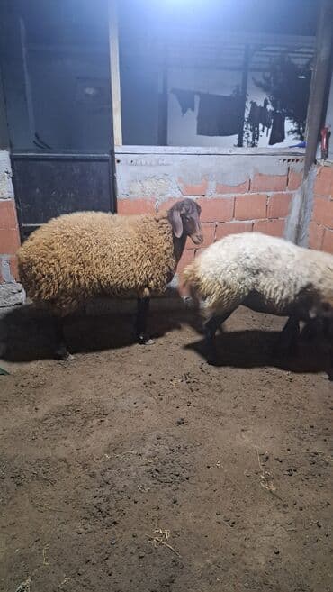 ari ailesi satisi: Dişi, Qala, il: 1, 90 kq, Damazlıq — 9