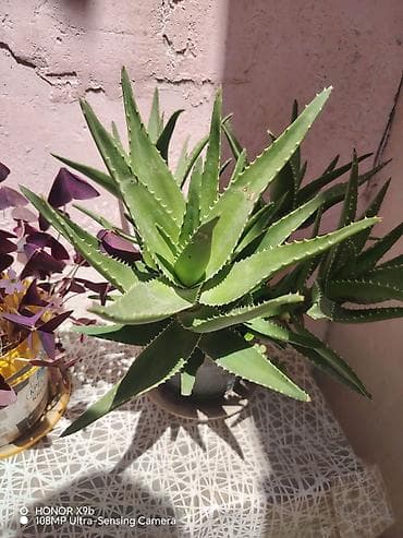 Ev və bağ: Aloe vera (sukulent) – dekorativ və baxımı asan otaq bitkisi - Növ — 1