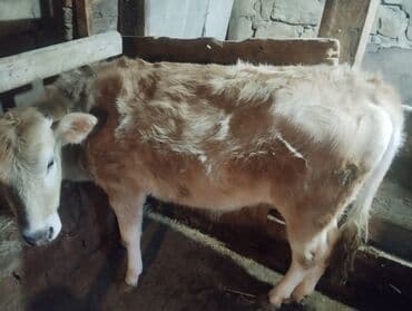 Kia: Danalar satilir tecili mallar Gilezide baki quba yolunun usdundedi tam — 5