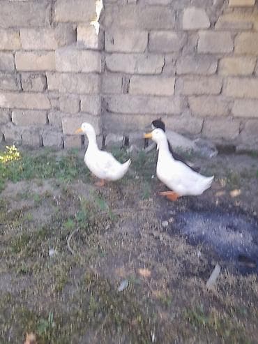 müşk ördəyi: Erkək, | Kuban, Yumurtalıq, Ünvandan götürmə — 3