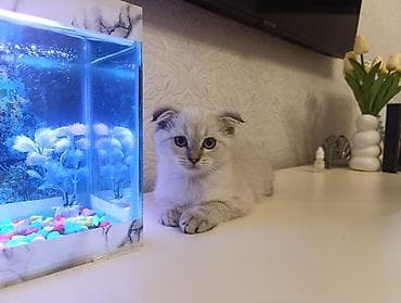 akvarium filterleri: Şotland yastı qulaq — 4