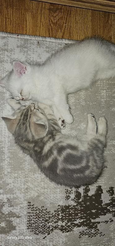 Ferrari: Шотландская, Самец, Самовывоз — 7