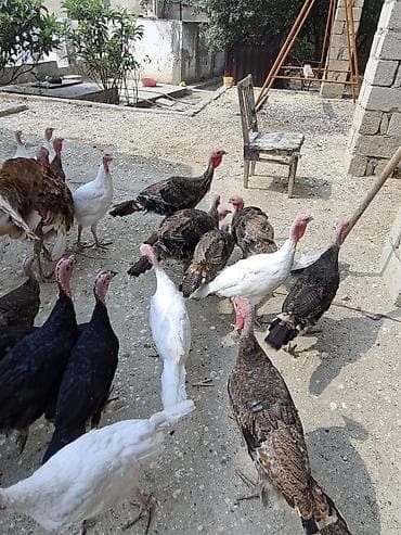 tap az at: Ağ qara kanad — 2