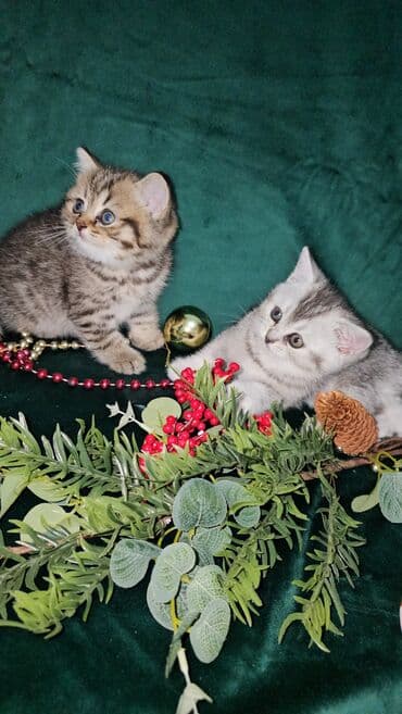 balaca pisik satisi: Qızıl şinşilla, Erkək, Dişi, Ünvandan götürmə — 2