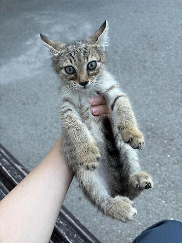 капибары баку: Самец, В добрые руки, Самовывоз — 2