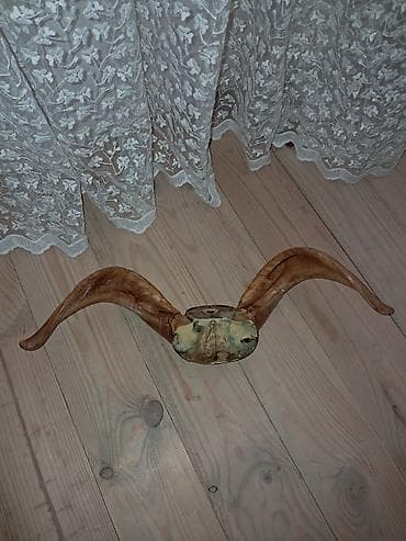 şəxsi əşyalar: Dag Kecisi Buynuzu !!! SUMQAYITDADI !!! 20 Yanvara Catdirilma 5 AZN — 3