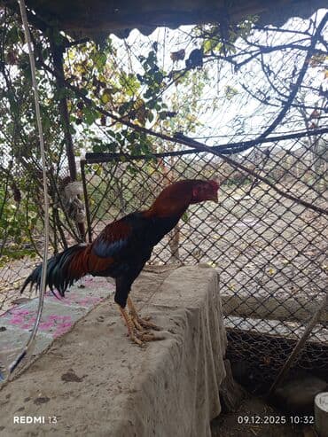 Gəmiricilər: Məhsul: Qırmızı-qara rəngli xoruz (uzun quyruqlu), yanında bir dişi — 2