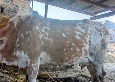 Куры: Yanı balalı inək 5 aydır doğub hal hazırda quru otla 5-6 litir süd — 1