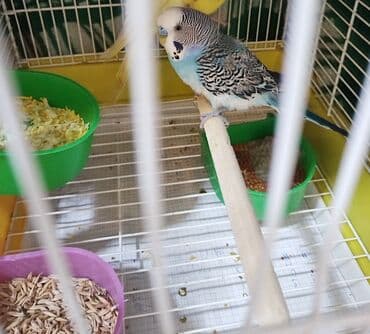 ağ xasqi: Bəslənilmiş dalmaçalı naxışlı, mavi-ağ rəng çalarlarında dalğıc — 2