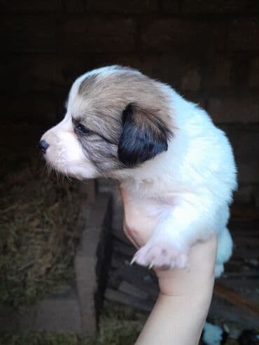 cibus itleri: Zvonok, 1 ay, Dişi, Ünvandan götürmə — 12