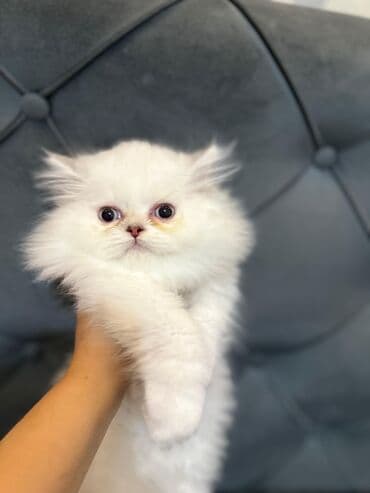 şotlan pişik: Şotland yastı qulaq, Erkək, Dişi, Yaxşı əllərə, Ünvandan götürmə, Pulsuz çatdırılma, Ödənişli çatdırılma — 154