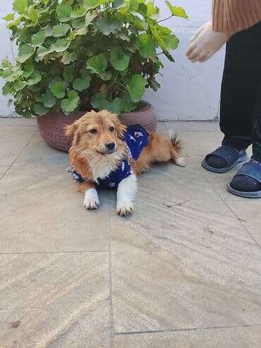 Yemlər: Zvanok. 1 yaş. Erkək. Etibarlı əllərə verilir — 4