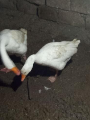 30 azn yerli dişi görüşür yumuryatacaq