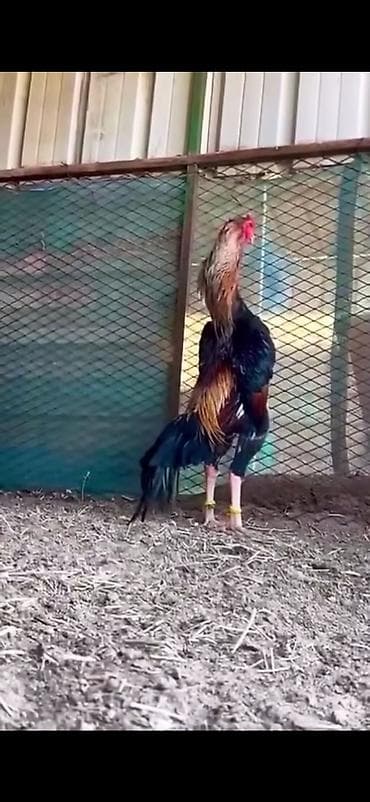 cücə yemi: Toyuq, Damazlıq — 10