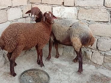 Ana bala qoyun boğazdi 2 aylıq qala cinsidi öz də qrmzi qoçdan gəlib