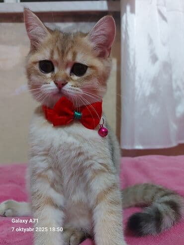 pisiye verilen adlar: Dişi, Ödənişli çatdırılma — 7