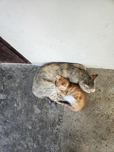 heyvan rezini: 2 gunluk piwik balalari pulsuz verilir yaxwi ellere coox gozeldirler — 3