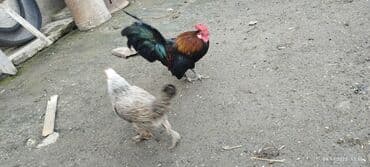 домик для большой собаки: Cüt dekorativ toyuq: rəngarəng xoruz və yüngül rəngli fere xoruz — 3