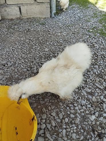 kənd toyuq: Toyuq, Damazlıq, Ünvandan götürmə — 8