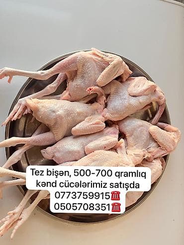 kənd məhsulları: Kənd toyuğu Toyuq Bütöv, Pərakəndə, Ödənişli çatdırılma — 3