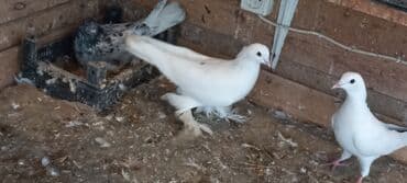 той пудель цена в баку: Sari qara cutdu.sarinin ata anasi 6 saat ucur .cutu 45manata.pavlin 10 — 11