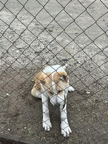 Alabay lalafo.az -da Alabay