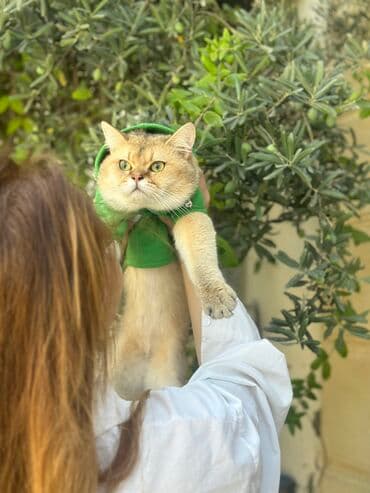 Qızıl şinşilla, Erkək, Cütləşmə üçün, Rayonlara çatdırılma, Pulsuz çatdırılma, Ödənişli çatdırılma