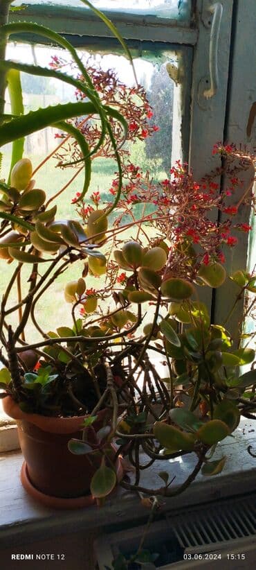 1 ədəd qızılgül: Müxtəlif ölçüdə,müxtəlif növ otaq bitkiləri var. iş ev, məktəb üçün — 2