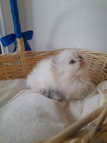 siyam pisik: İlan: Şirin balaca pişiklər – sevimli ev dostları - Növ: Ev pişiyi — 6