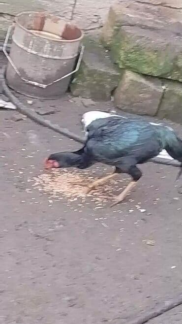 dovşan yemi: Toyuq, Damazlıq — 2