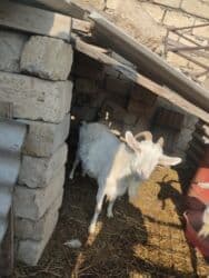 Коровы, быки: Самка, лет: 2, Для молока — 3