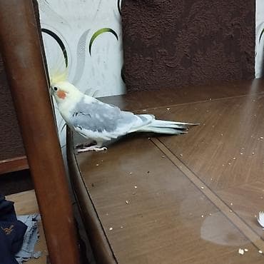 whatsapp qrupları: Salam. Gozel gorkemli Korella satilir. 1 yas 2 ayliqdi.Erkekdi — 9