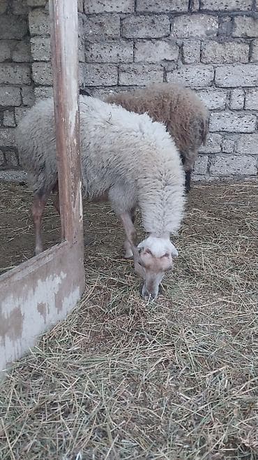 Quzu: 400 manatda 750 manata kimi var komda satılır ümumi 27 baş heyvandı — 8