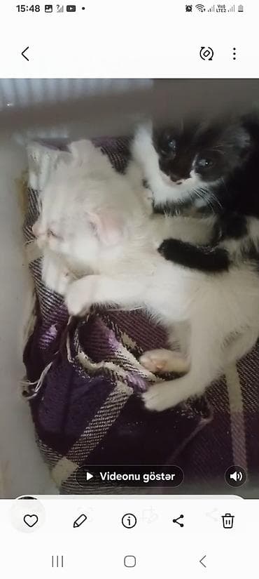 pulsuz pişiy: Yaxşı əllərə — 3