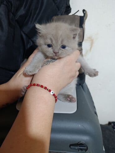 usaq ucun at: Britan — 9