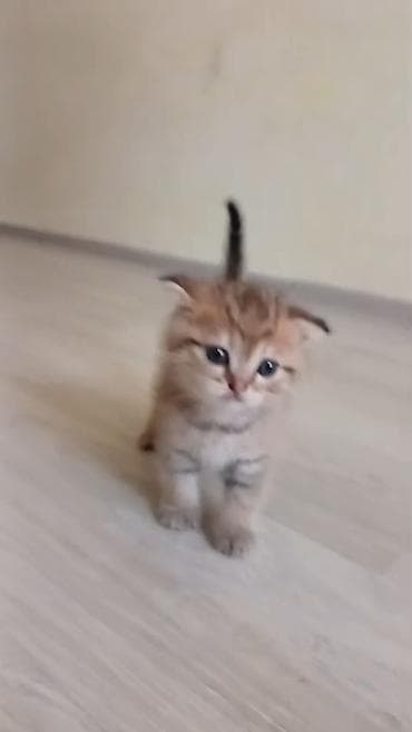 pişik pişik: Şotland yastı qulaq — 5