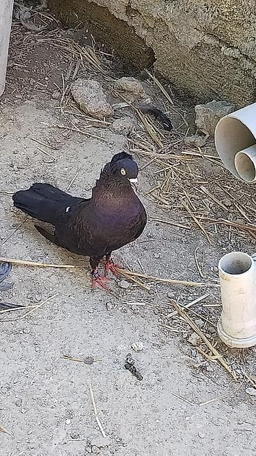 it tap az: Salam erkəkdi aşağı yeri yoxdu uşaq muşaq yazıb yalannan narahat — 1