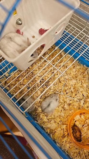 qefesi: Hamisi bir yerde 40 azn 8 hamster agdir hamisi ana ata ve balalari — 2