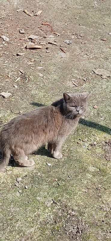 Yaxşı əllərə lalafo.az -da Yaxşı əllərə