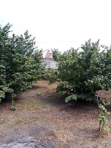 balaxanida satilan evler: Kənd təsərrüfatı — 3