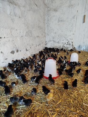 at satisi: 5-6 günlük Seçmə kənd cücələri satılır, hamısı qara rənglidi — 1