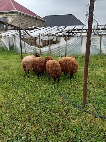 qoç əti: Qoyun sürüsü – ət və yun istiqaməti - Cins: yerli qəhvəyi/qonur — 3