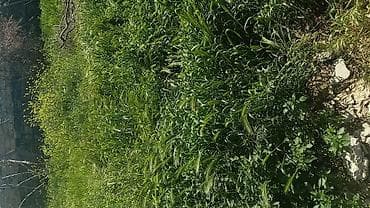 balali inək: Satılır: təbii yaşıl ot (qarışıq biçinlik) Məhsul təsviri: - — 1